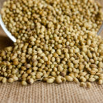 Coriander